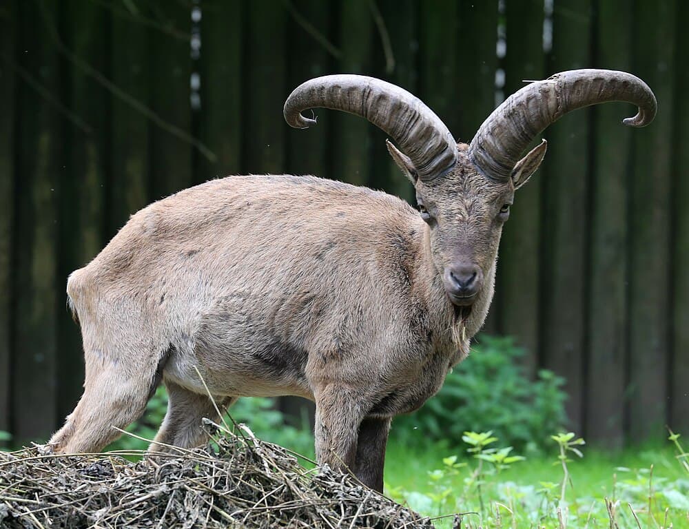 Wild Goat Species Around The World - WhatDeWhat