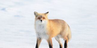 8 Cute Animals In Japan