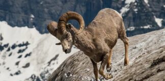 Wild Goat Species Around The World