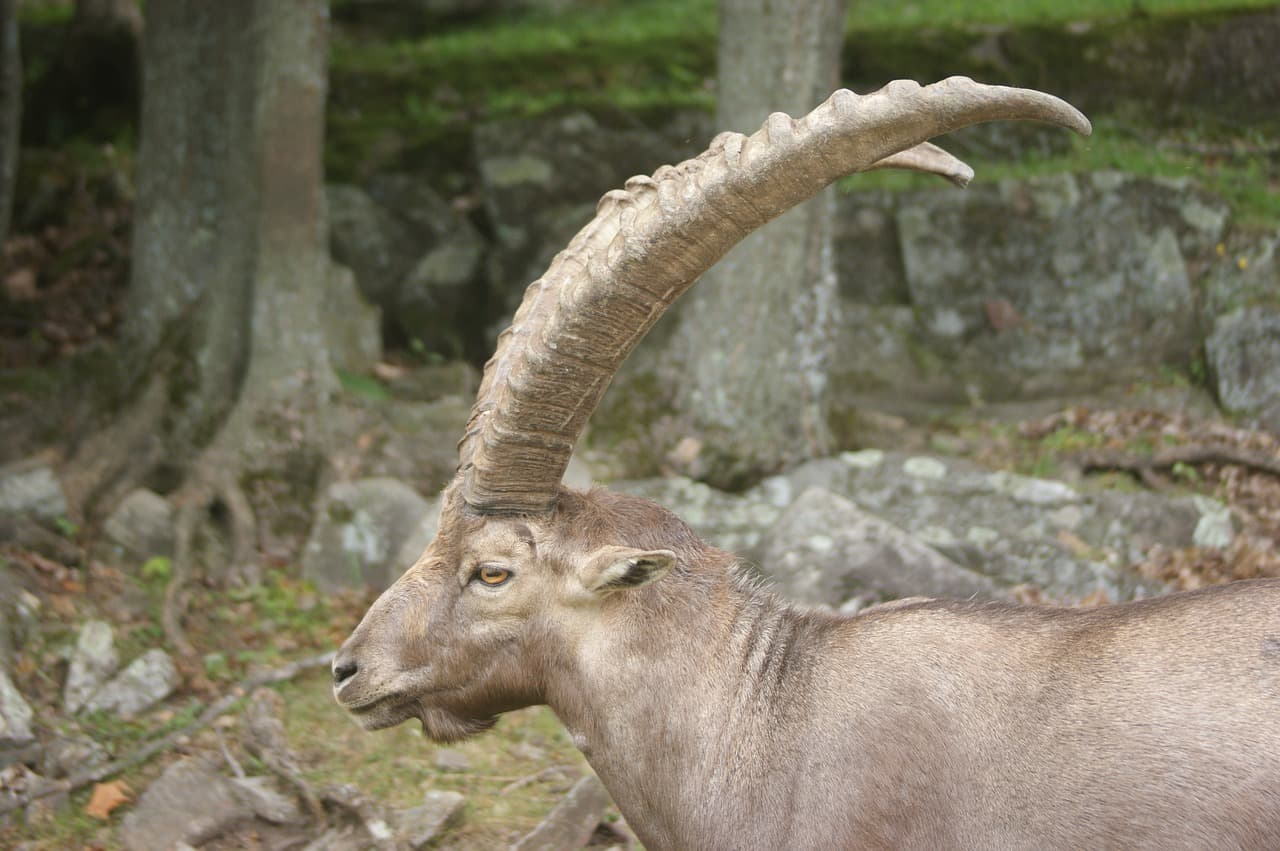 Wild Goat Species