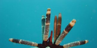 Spiky Beings: 10 Appealing Sea Urchin Species