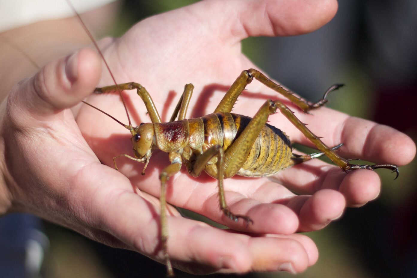 Megabugs: 10 Largest Insects In The World - WhatDeWhat