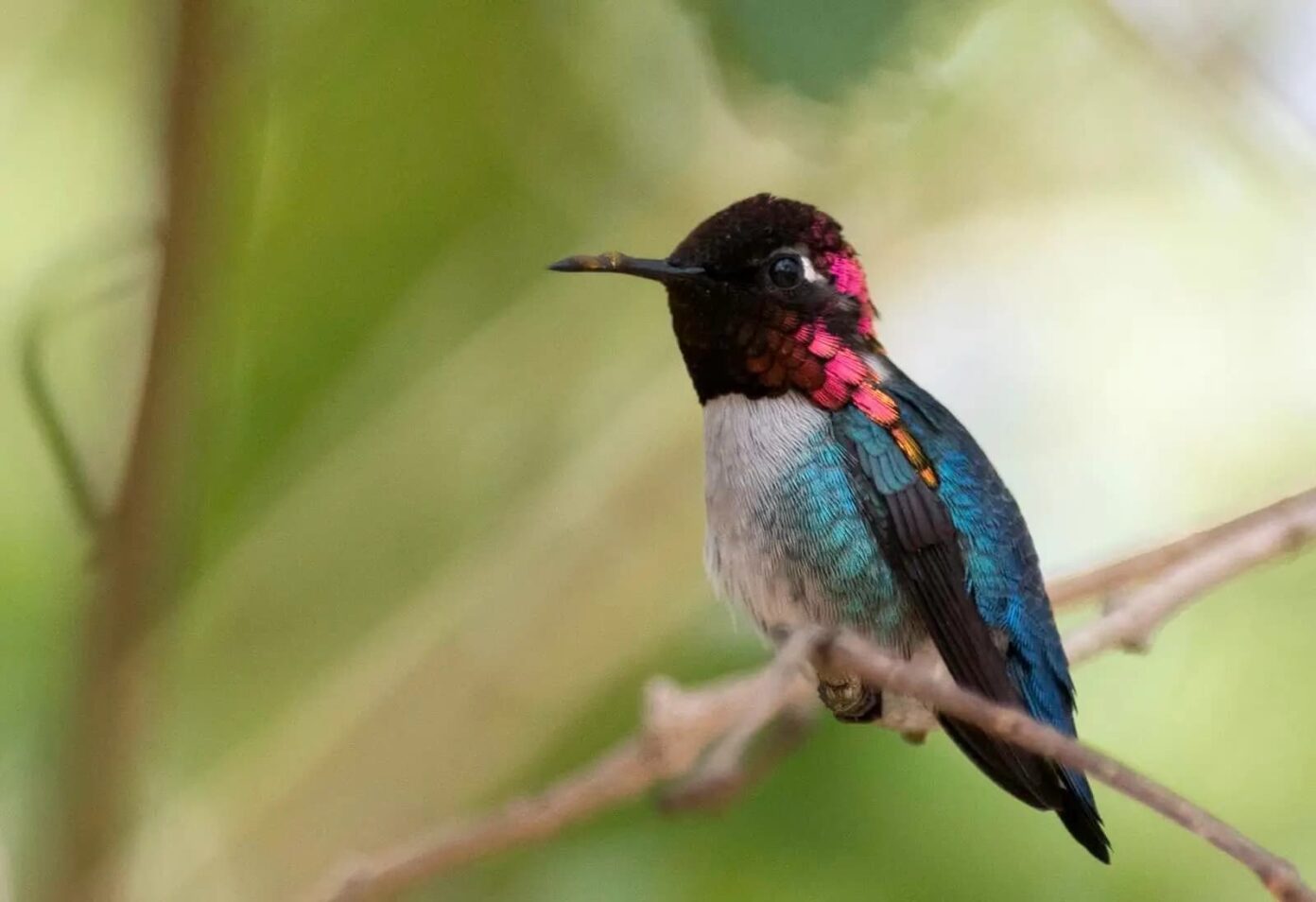 Bee Hummingbird: The World’s Smallest Bird - WhatDeWhat