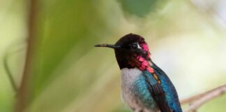 Bee Hummingbird: The World’s Smallest Bird