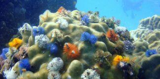 4 Strange-Looking Bristle Worm Species