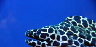 10 Vibrant Moray Eel Species
