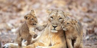 Matriarchal Society: 10 Animals Groups With Female Leaders