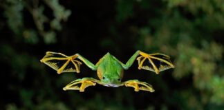 Wallace’s Flying Frog: The Fancy Amphibian
