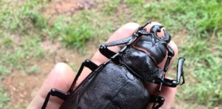Megabugs: 10 Largest Insects In The World
