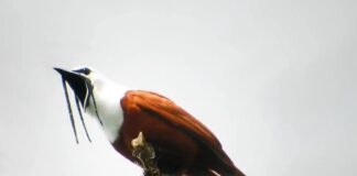 Three-Wattled Bellbird: The Beardie Birdie