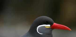 Beardy Chicks: 6 Birds With Beards