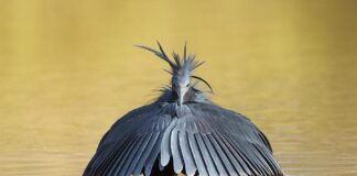 Black Heron: The Majestic Hunter With Styles
