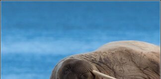 7 Animals With Strange Sleeping Habits