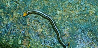 Hammerhead Worm: The Creepy Predator
