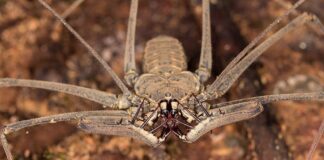 Whip Spider: The Unusual Arachnid