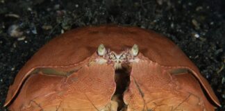 Shame-Faced Crab: A Mysterious Decapod