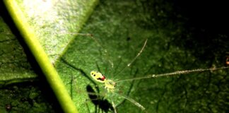 Happy Face Spider: The Cute Hawaiian Native