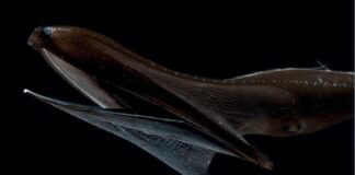 Gulper Eel: Flashy-Tailed Deep-Sea Fish