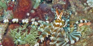 Wunderpus Octopus: The Master Of Mimicry