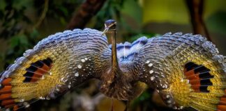 Sunbittern: The Bird With Butterfly Wings