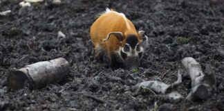 17 Wild Pig Species Around The World