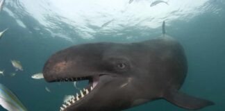 False Killer Whale: The Cetacean You Don’t Know