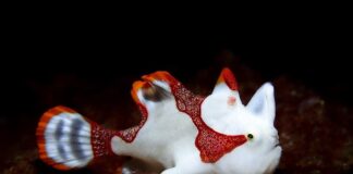 Warty Frogfish: The Little Marine Predator