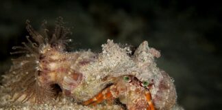 Decorator Crabs: 8 Decapods With Stunning Camouflage