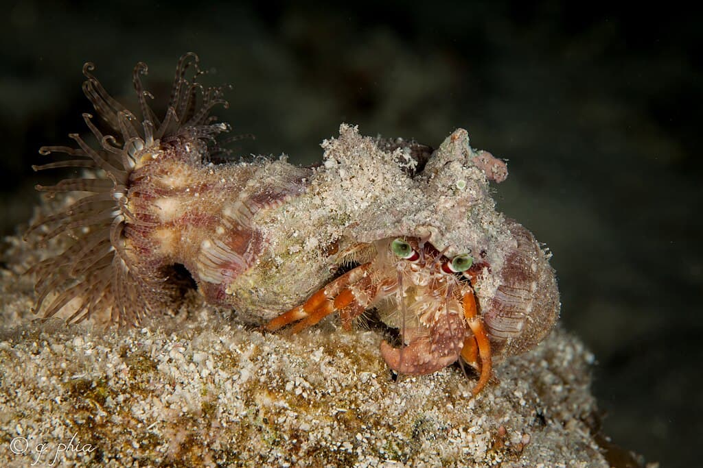 Decorator Crabs: 8 Decapods With Stunning Camouflage - WhatDeWhat