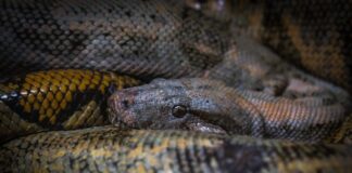 Fierce Constrictors: 5 Anaconda Species