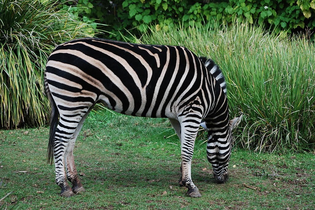 Zebra Species