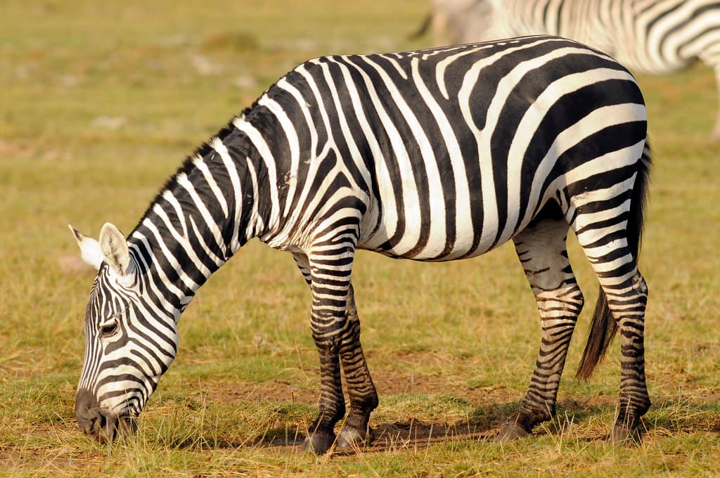 Zebra Species