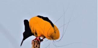 Twelve-Wired: The Vibrant Bird-of-Paradise