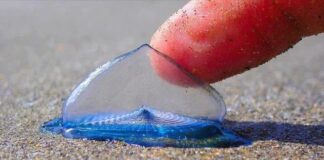 Velella: The Blue Marine Cnidarian