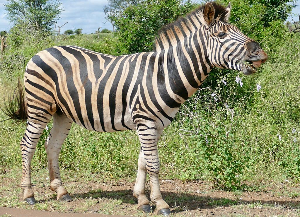 Zebra Species