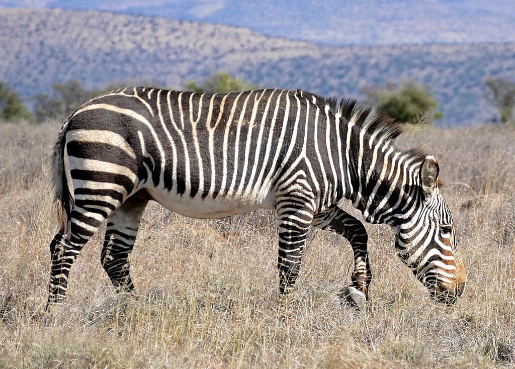 Zebra Species