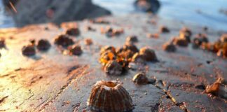 Barnacles: The Colonial Sessile Crustaceans