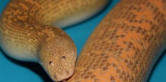 Arabian Sand Boa: Funny-Looking Snake