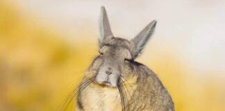 Vizcacha: The Burned Out-Looking Rodent