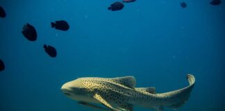 Wobbegong: 8 Fascinating Carpet Shark Species