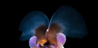 Sea Butterfly: Magnificent Sea Snails