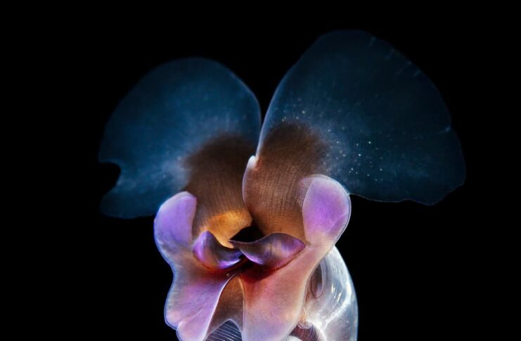 Sea Butterfly: Magnificent Sea Snails