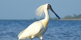 Royal Spoonbill: The Majestic Waterbird Royal Spoonbill