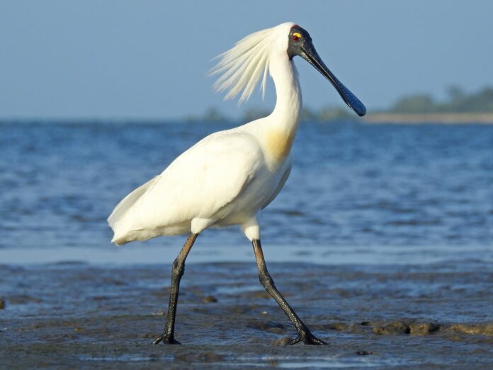 Royal Spoonbill