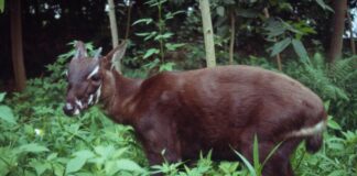 Saola: The Asian Unicorn