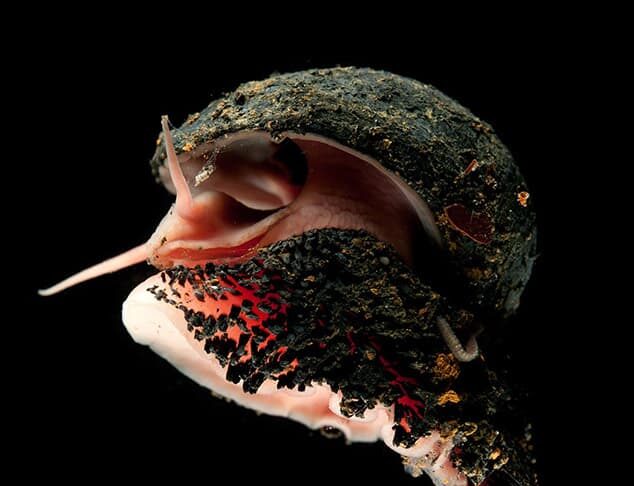 Volcano Snail: The Gothic Gastropod