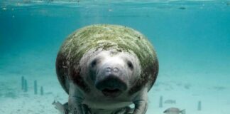 Sea Cow: 3 Manatee Species