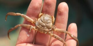Heikegani: Japanese’s Samurai Crab