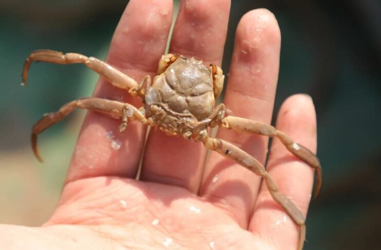 Heikegani: Japanese’s Samurai Crab