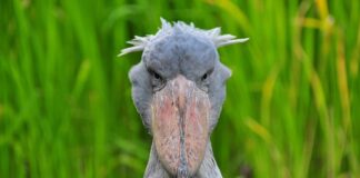 Shoebill: The Badass Prehistoric Bird